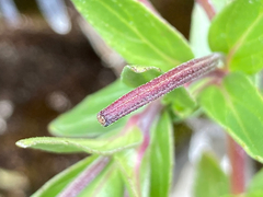 Epilobium denticulatum