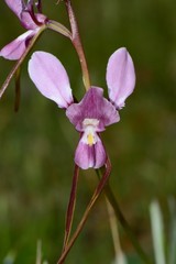 Diuris daltonii