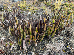 Elaphoglossum mathewsii