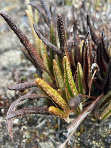 Elaphoglossum mathewsii, photograph 6