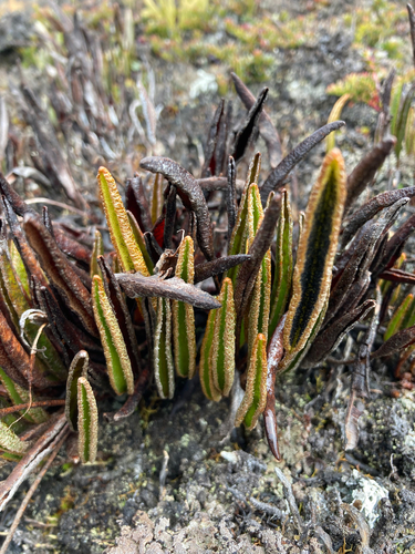 Elaphoglossum mathewsii, photograph 5