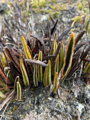 Elaphoglossum mathewsii