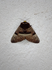 Megalopyge radiata