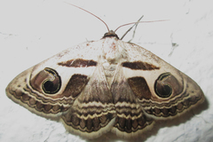 Cometaster pyrula