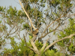 Cisticola aberrans