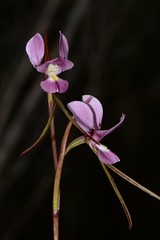 Diuris daltonii