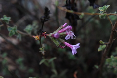 Plumbago europaea