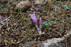 Colchicum stevenii