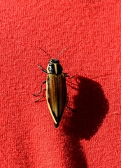 Epistomentis pictus