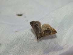 Hypena crassalis