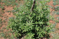 Vitex obovata