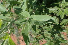 Vitex obovata