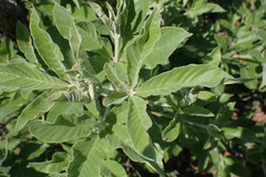 Vitex obovata