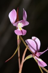Diuris daltonii