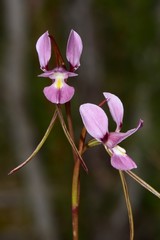 Diuris daltonii