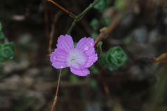 Dianthus strictus
