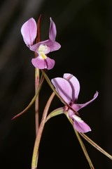 Diuris daltonii