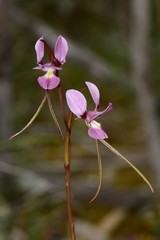 Diuris daltonii