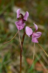 Diuris daltonii