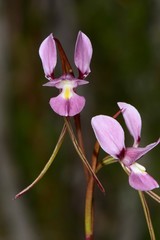 Diuris daltonii