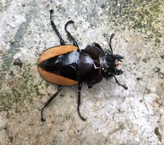 Odontolabis cuvera cuvera