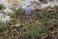 Muscari parviflorum