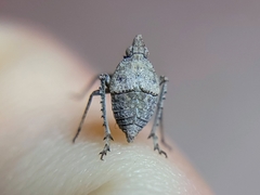 Orgerius