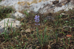 Muscari parviflorum