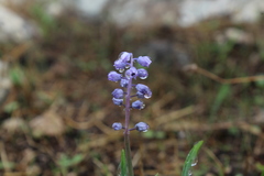 Muscari parviflorum