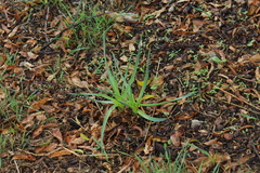 Asphodelus ramosus