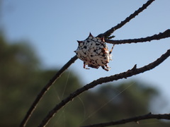 Isoxya mossamedensis