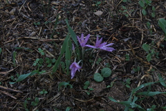 Colchicum stevenii
