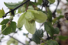 Clematis cirrhosa
