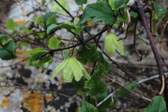 Clematis cirrhosa