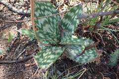 Aloe greatheadii