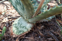 Aloe greatheadii