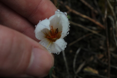Crocus hyemalis
