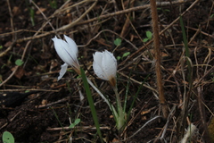 Crocus hyemalis