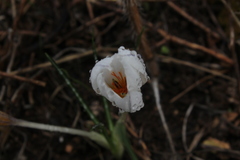 Crocus hyemalis