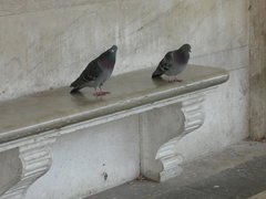 Columba livia domestica