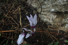 Cyclamen persicum