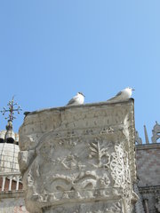 Chroicocephalus ridibundus