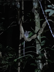 Uromys caudimaculatus