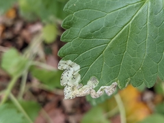 Phytomyza nepetae