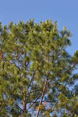 Pinus maximinoi