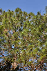 Pinus maximinoi