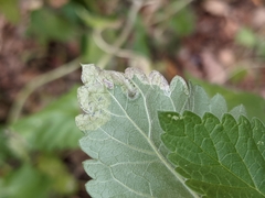 Phytomyza nepetae