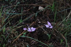 Cyclamen persicum