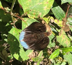 Euthalia telchinia