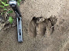 Tragelaphus eurycerus eurycerus